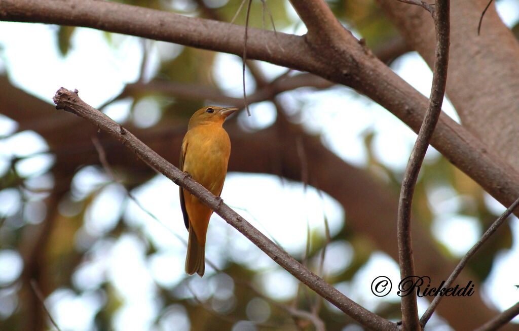 Summer Tanager female