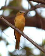 Summer Tanager