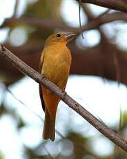Tangara vermillon