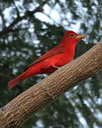 Summer Tanager