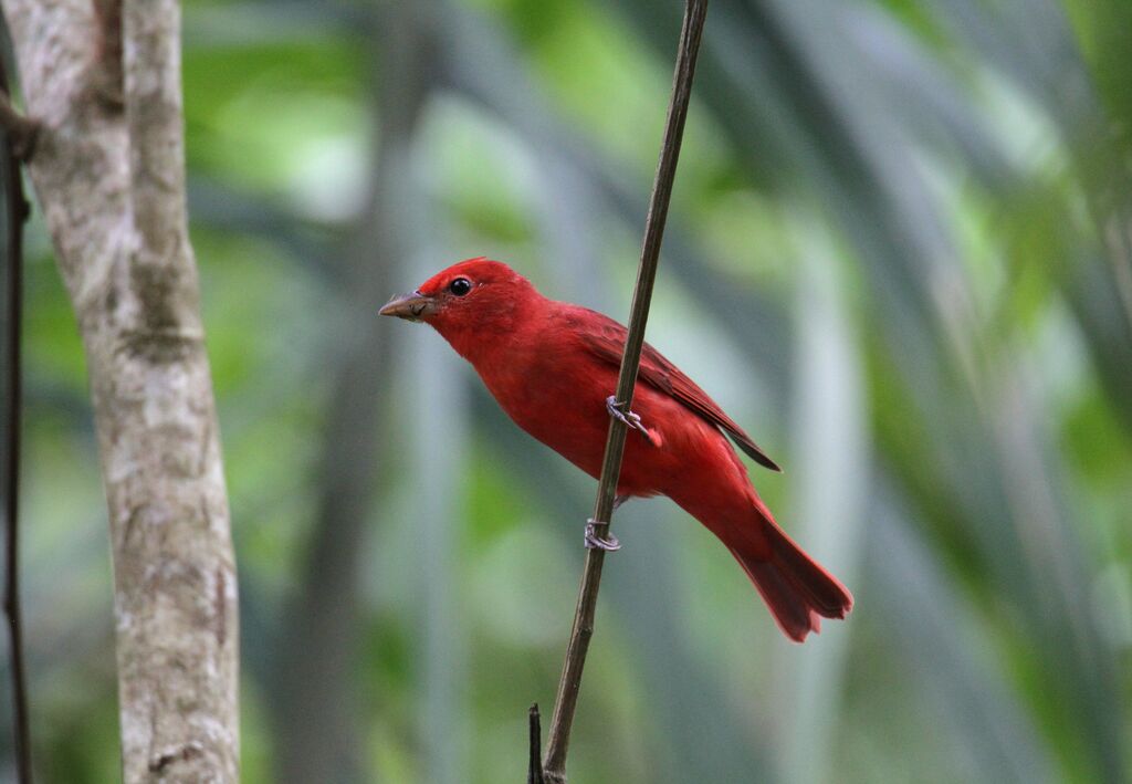 Summer Tanager