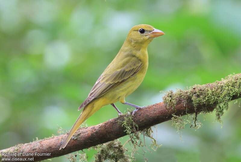 Summer Tanager female adult, identification