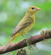 Summer Tanager