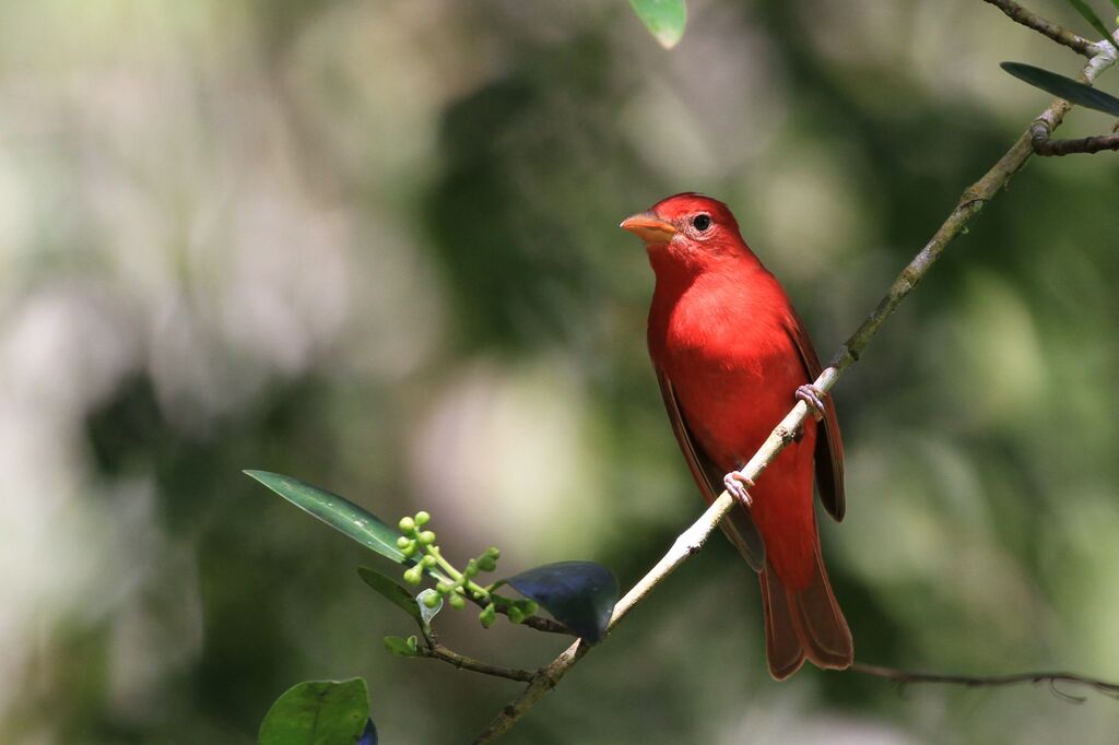 Summer Tanager