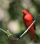 Summer Tanager