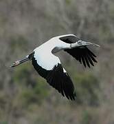 Wood Stork