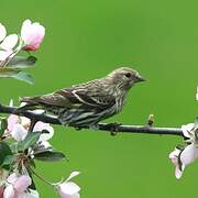 Pine Siskin