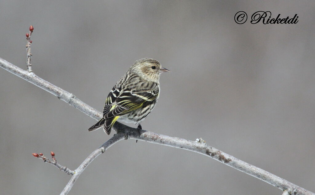 Pine Siskin male