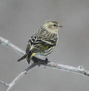 Pine Siskin