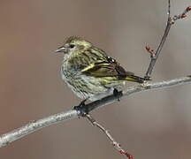 Pine Siskin