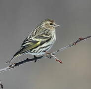 Pine Siskin