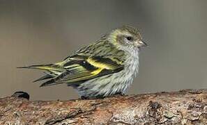 Pine Siskin