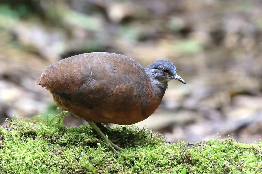 Little Tinamou