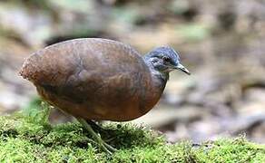 Little Tinamou