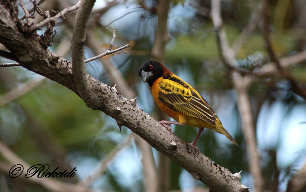 Village Weaver male