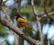 Village Weaver