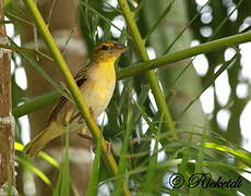 Village Weaver