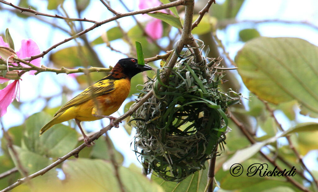 Village Weaver male