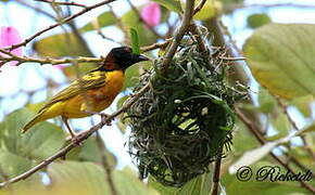 Village Weaver