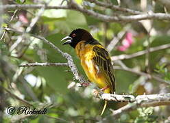 Village Weaver