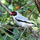 Tityre masqué