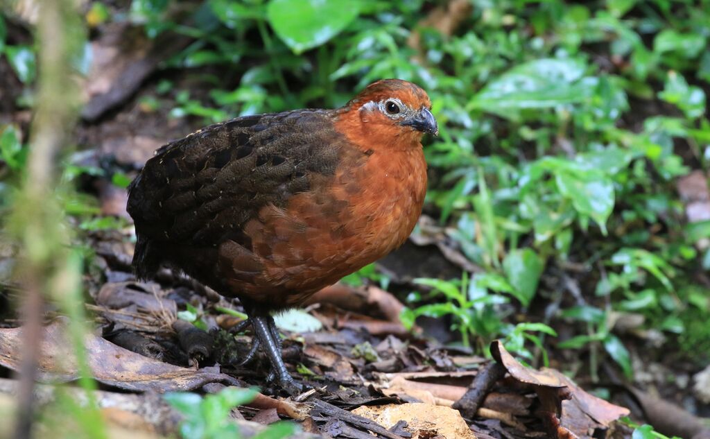 Tocro marron mâle