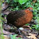 Tocro marron