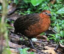 Chestnut Wood Quail