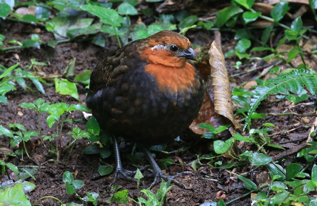 Chestnut Wood Quail female