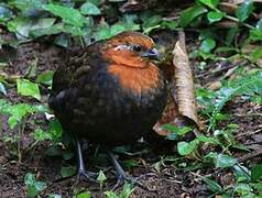 Chestnut Wood Quail