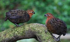 Chestnut Wood Quail