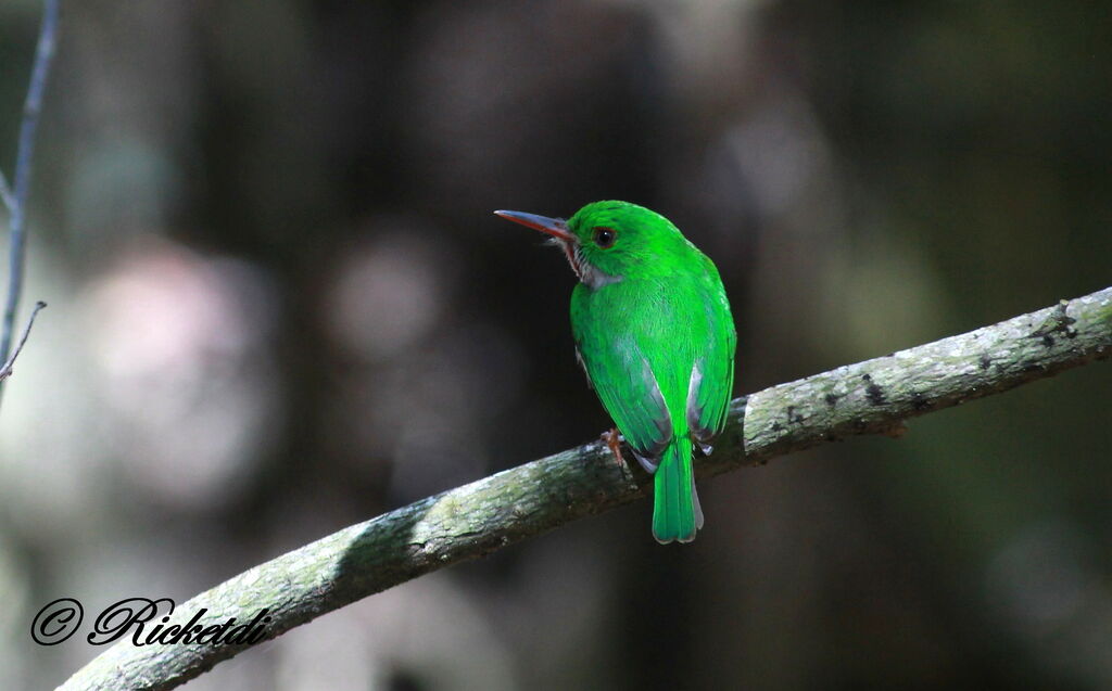 Broad-billed Tody