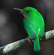 Broad-billed Tody