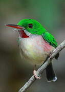 Broad-billed Tody