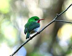 Broad-billed Tody