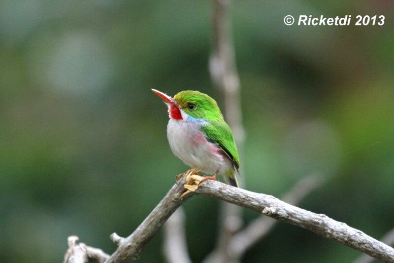 Cuban Tody