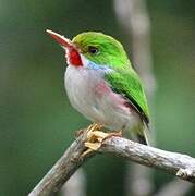 Cuban Tody