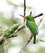 Cuban Tody