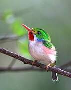 Cuban Tody