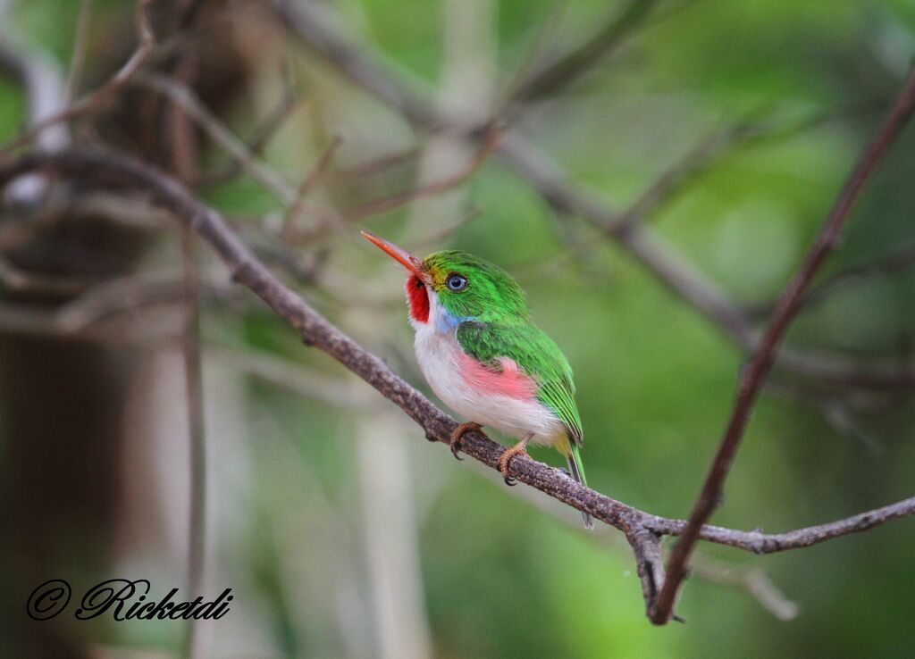 Cuban Tody