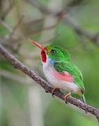 Cuban Tody