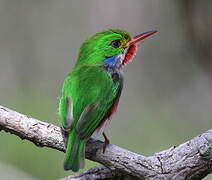 Cuban Tody