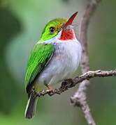 Cuban Tody