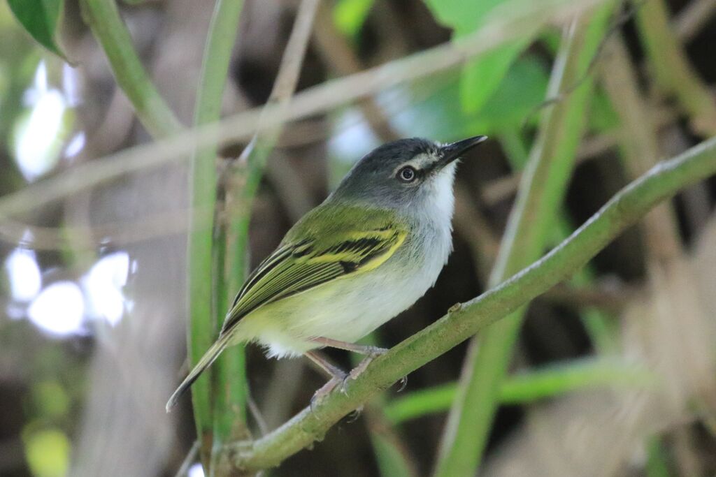 Slaty-headed Tody-Flycatcher