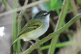 Slaty-headed Tody-Flycatcher