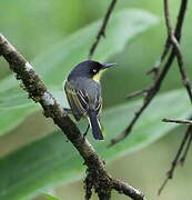 Common Tody-Flycatcher