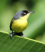 Common Tody-Flycatcher