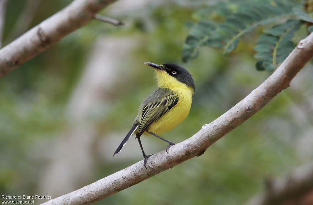 Common Tody-Flycatcher male adult, identification