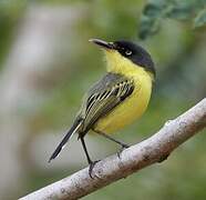 Common Tody-Flycatcher