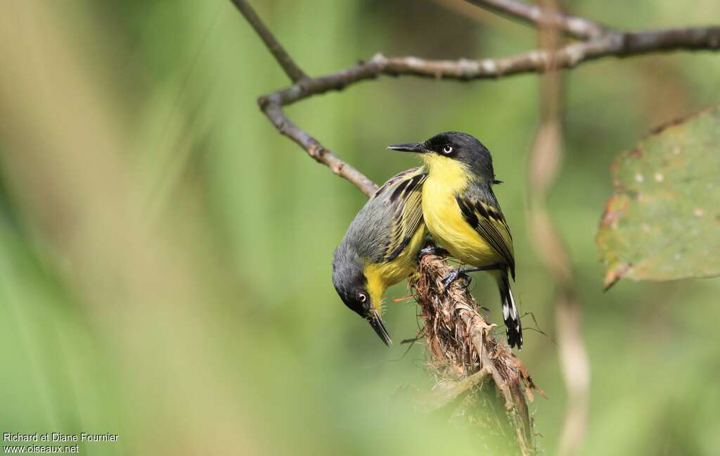 Common Tody-Flycatcheradult breeding, pigmentation, Reproduction-nesting